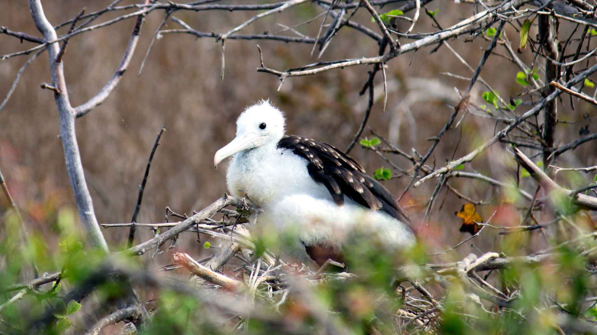 Cerro Frigatebird | Baby Frigate | Galapagos Islands