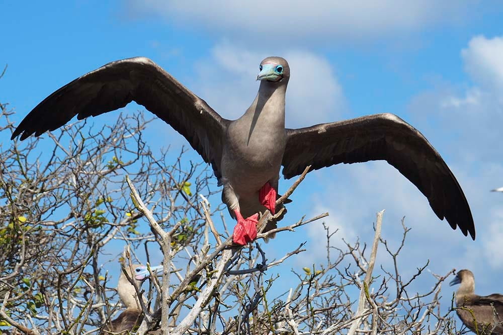 El Barranco | Red footed booby | Galapagos Islands