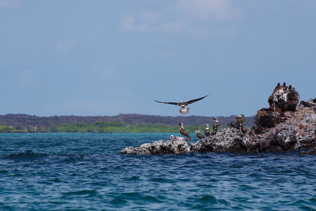 Bahía Elizabeth | Hawk | Galapagos Islands
