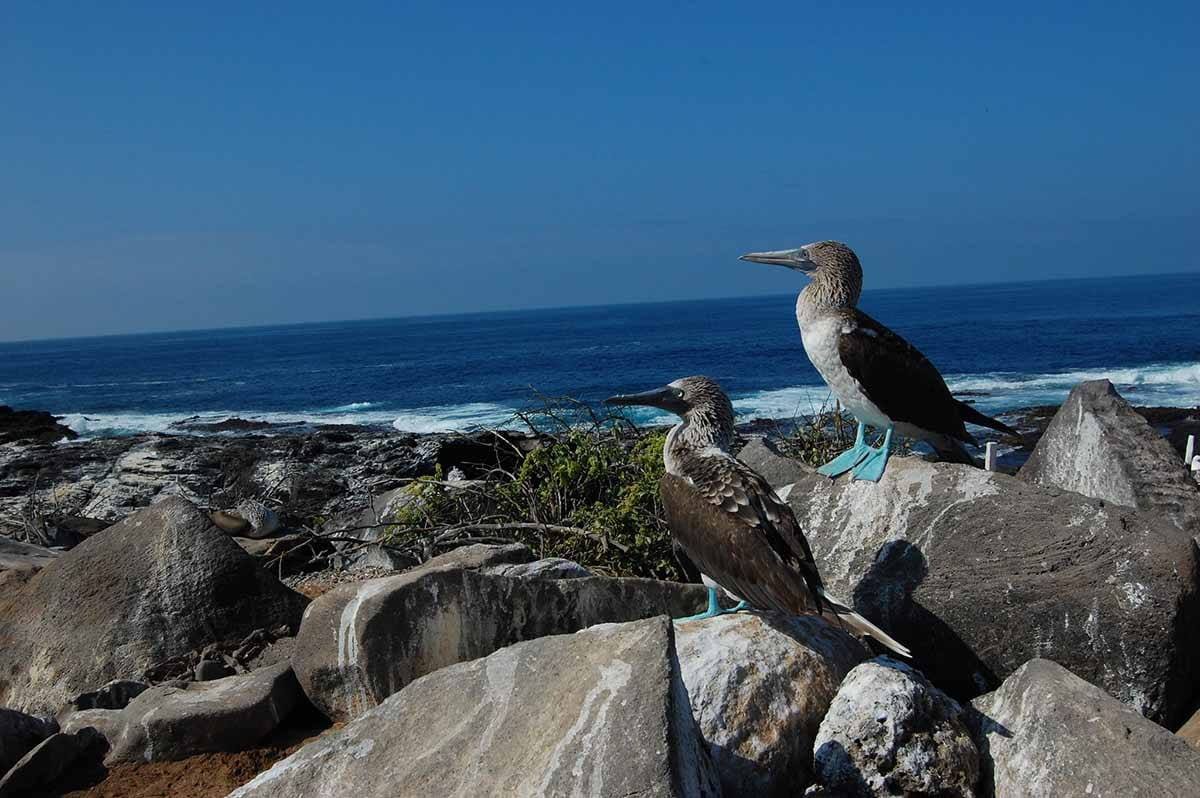 Punta Suarez | Blue footed boobies | Galapagos Islands