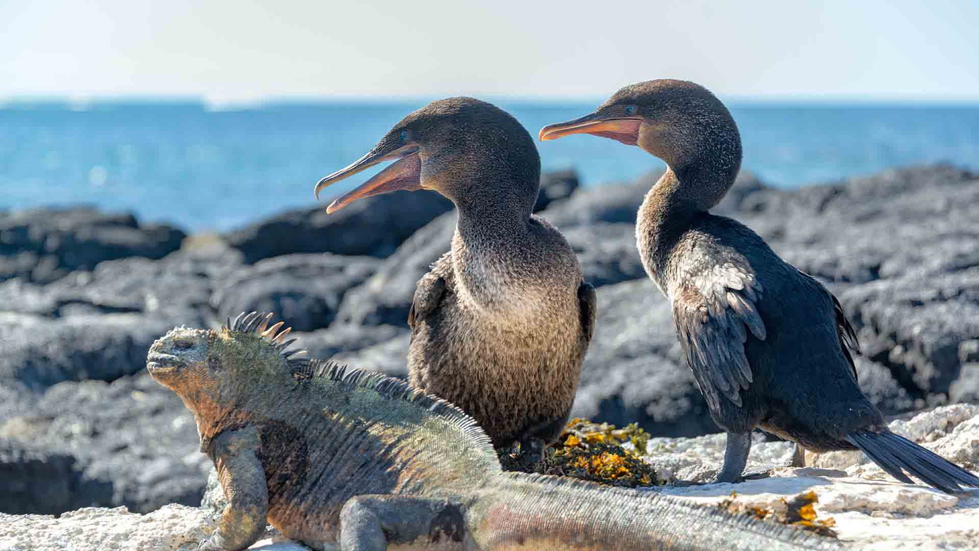 Punta Espinoza | Flightless cormorant | Marine Iguana | Galapagos Islands
