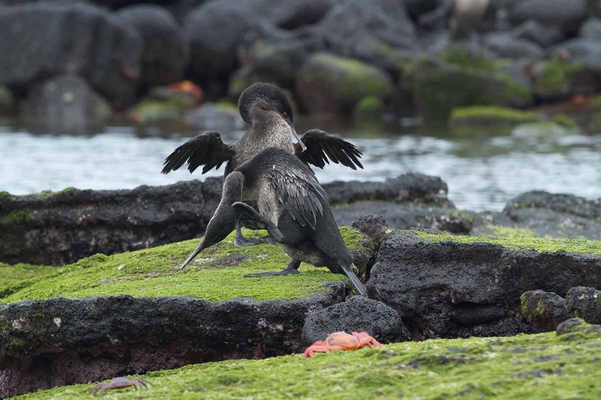 Punta Cormorant | Flightless cormorant | Galapagos Islands