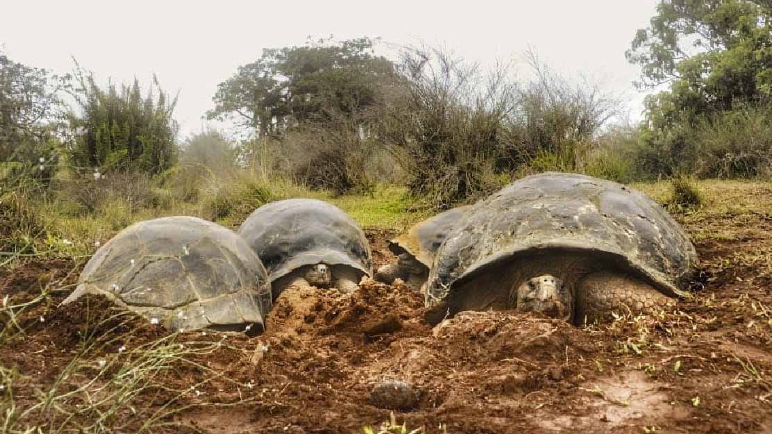 Vocano Alcedo | Giant tortoise | Galapagos Islands