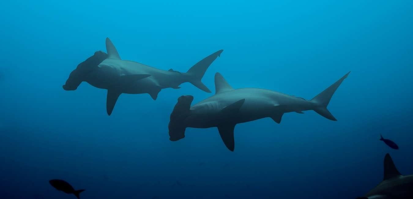 Caleta Tortuga Negra | Hammerhead sharks | Galapagos Islands