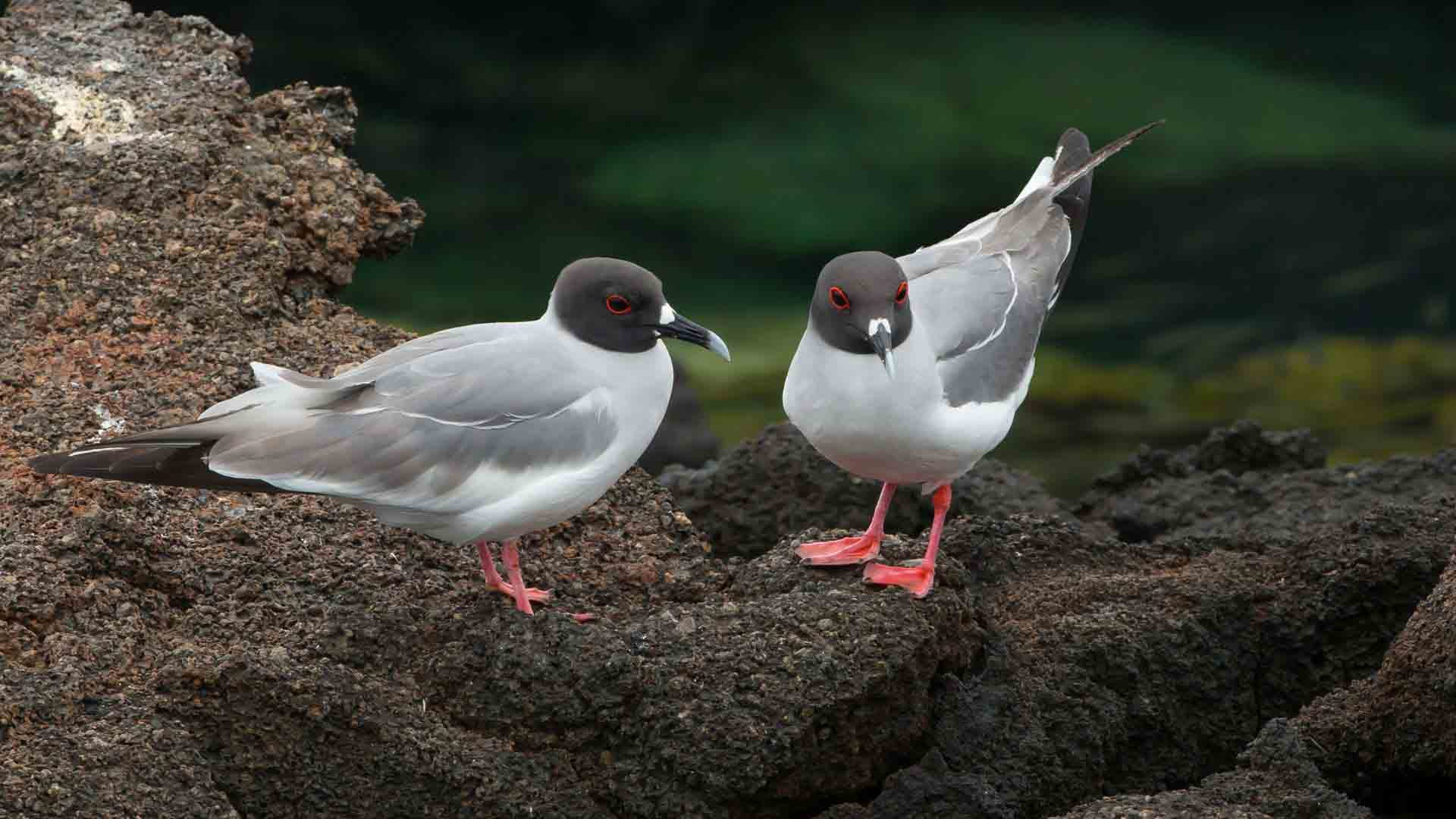 Bahía de Darwin | Lava gulls | Galapagos Islands