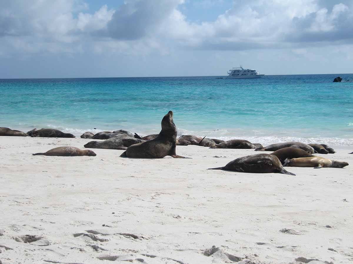 Lobos Island | Sea Lions | Galapagos Islands