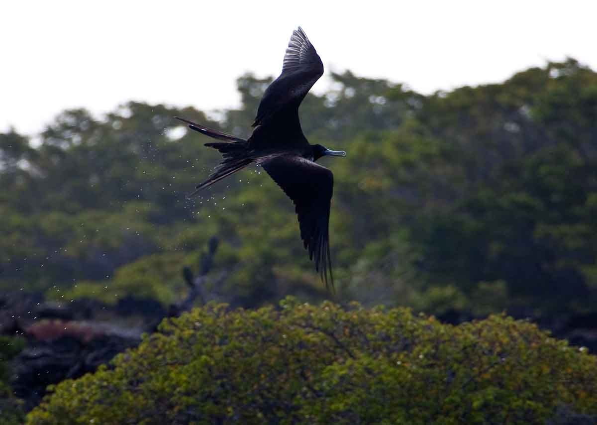 Punta Moreno | Frigate | Galapagos Islands