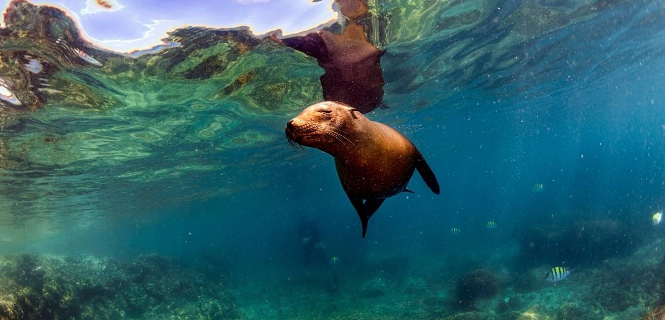 Puerto Ayora | Sea Lion | Galapagos Islands