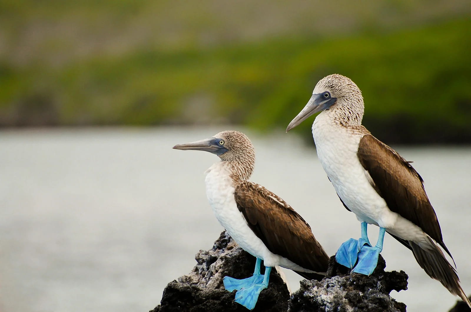 Caleta Tagus | Blue Footed | Galapagos Islands