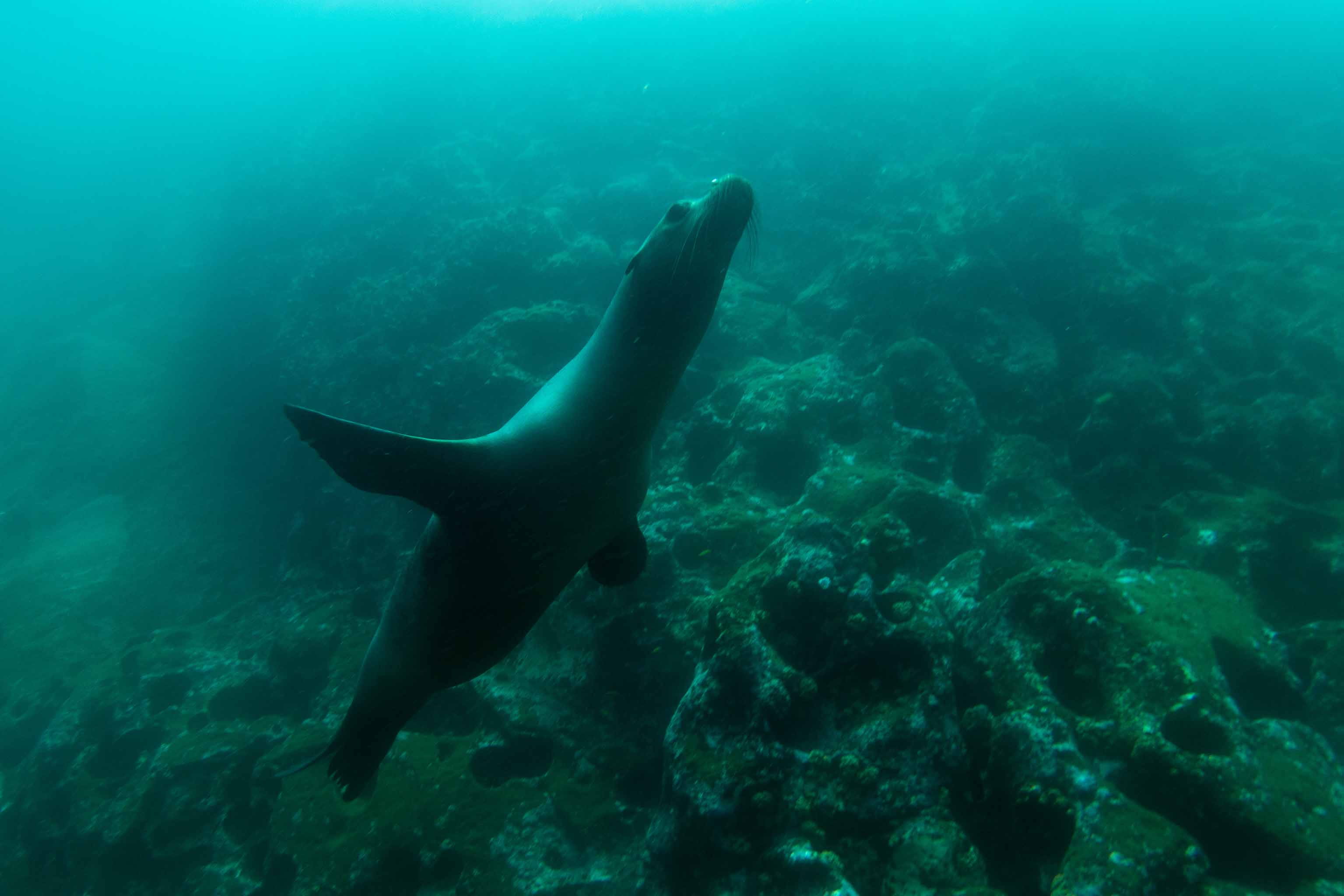 Corona del Diablo | Sea lion | Galapagos Islands